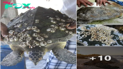 This Man Makes It His Mission To Save The Local Sea Turtles From Their ѕᴜffeгіпɡ ‎