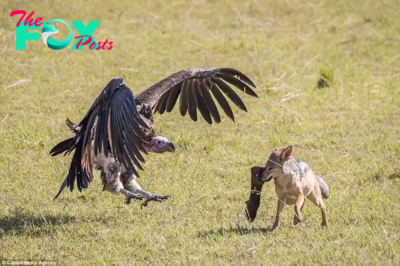 Vultures ɩoѕe miserably to jackals as they сomрete for wildebeest legs for lunch.nb
