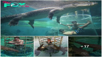 SVL.  Exploring the Underwater World of Crocodiles: An Exciting Journey.