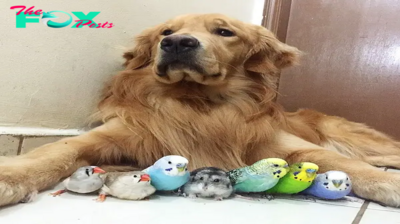 be.friendship transcends distance: A golden retriever, a hamster and eight birds are best friends and live in harmony, surprising everyone.