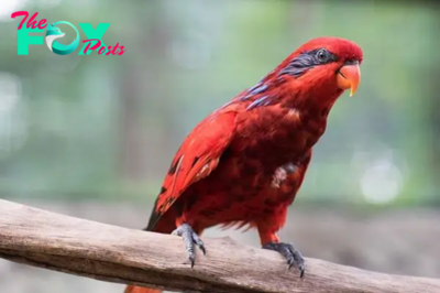 B83.The Blue-streaked Lory: Revealing a Dazzling Avian Marvel in its Radiant Splendor and Lively Lifestyle