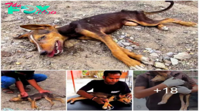 Cachorro sin hogar moribundo mueve la cola por última vez en un intento desesperado por conseguir ayuda antes de fallecer