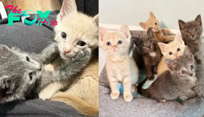 SL.”Enchanting Encounters: Six Kittens Win Over a Shelter Volunteer, Eager to Share Their Joys at Home”