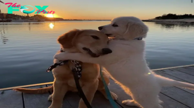 AH Millions of hearts melted witnessing the touching moment of two dogs cuddling each other as they welcomed the sunrise, a serene and heartwarming scene that captured the beauty of companionship and the simplicity of shared love.