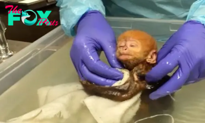 Aww Endangered baby monkey Melts Hearts Of Millions With Adorable ‘Cuddles’ During First Bath