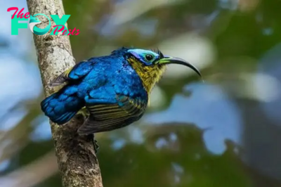 B83.The Sunbird-Asity: Nature’s Beauty in Vibrant Colors and Unique Charm.