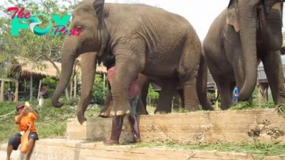 SV Exposing the Strong Bonds in Elephant Park Between Elephants and Their Caregivers