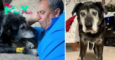 “The 16-Year-Old Dog and His Last Moments: A Memorable Act of Love”