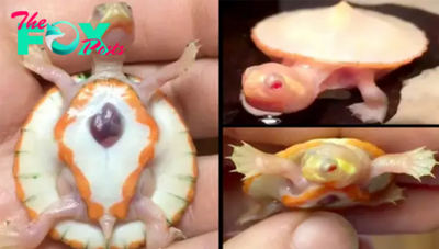 tph.”Witness the Remarkable: Rare Albino Baby Turtle Born with Heart Outside Its Body!”.tph