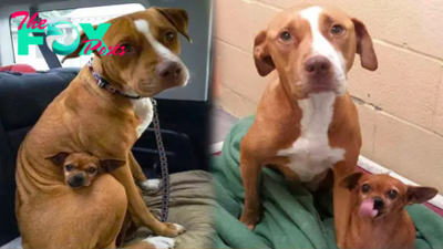 rin Upon entering the shelter with the intention of adopting a Pit Bull, a gentleman was moved to find that she steadfastly resisted separating from her devoted companion, showcasing the unbreakable bond between them.
