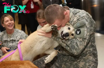 rin A soldier carefully tends to his injured dog on a military base, showcasing the deep bond between dogs and their human companions. On the battlefield, where dogs and people rely on each other, this touching display of care and loyalty touching the hearts of everyone who witnesses it.