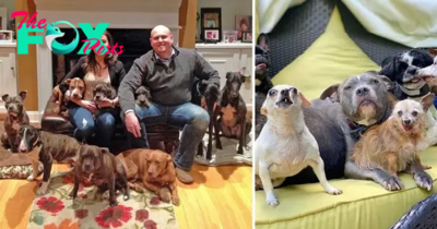 “Unconditional Love: The Couple Who Rescued Old Dogs from the Shelter”