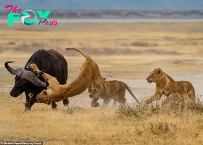 The classic action movie moment lasted up to 10 minutes when 16 lions tried to hunt a 1-ton buffalo, but all the lions’ efforts became in vain because the buffalo escaped unharmed. KS