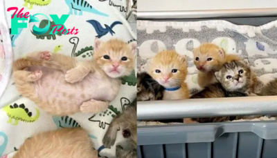 “Rescued: Six Kittens’ Heartwarming Journey to a Joyful Easter Together”SK
