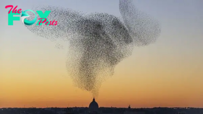 Watch thousands of starlings perform an 'incredible ballet of life and death' in new murmuration footage