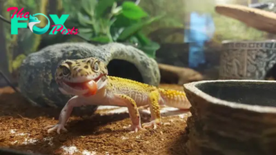 This pet leopard gecko is now memorialized as a Whole Warhammer unit