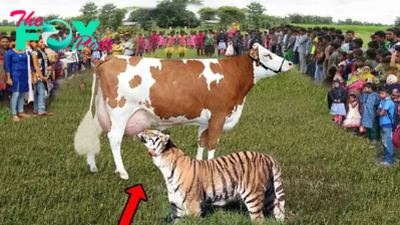 nht.Strange Story! Cow Calmly Allows Hungry Tiger to Drink Its Milk.