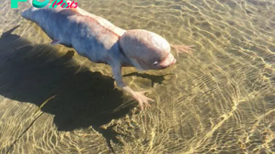 SV On the coast of Thailand: An unidentified fish-like creature with a strange body and unusually large head was found.