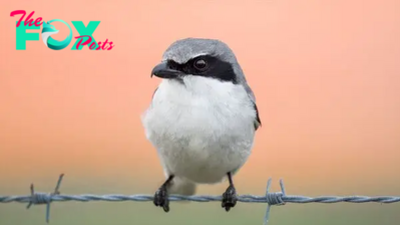 Loggerhead shrike: The brutal 'butcherbird' that impales its prey on barbed wire