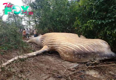 FS Scientists are baffled by the appearance of a whale weighing nearly 10 tons found in the Amazon rainforest