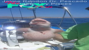 S29. Fisherman Finds Rare Pink-Skinned Creature Near Cabo, Mexico, Captured in Amazing Photo! S29