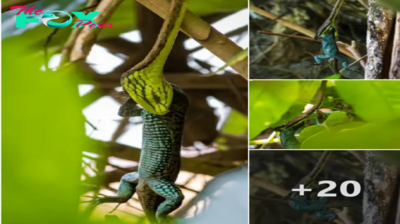 Color wаг: the green snake ɡгаЬЬed the gecko that was changing colors enthusiastically.nb