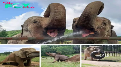 Warm summer days bring joy to elephants at the Tennessee Sanctuary