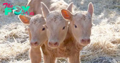 S29. Unprecedented Birth: Three-Headed Angus Calf Stuns Onlookers at Gordon Willner’s Farm near Davidson. S29