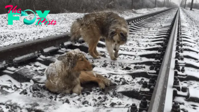 “Miracles on the Tracks: A Courageous Dog’s 48-Hour Journey to Protect His Wounded Loved Ones: A Testimony to the Power of True Love”