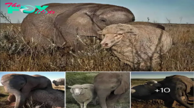 Heartwarming Tale: Baby Elephant Finds Unlikely Companion in Sheep Pal