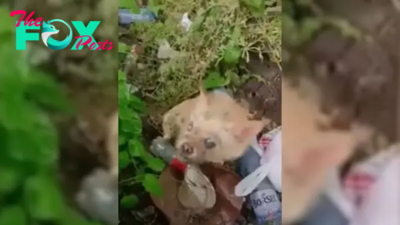 Desperate Dog Was Begging Rescuers To Help Her Blind Friend Who Was Dumped Like The Trash