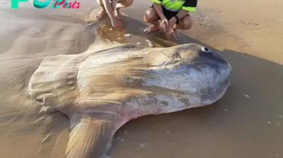 S29. Massive Ocean Sunfish Found Stranded on Australian Shore: Mistaken for a Shipwreck. S29