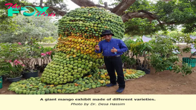 FS Farmer’s joy: The enchanting image of the ripe fruit harvest in the bumper season