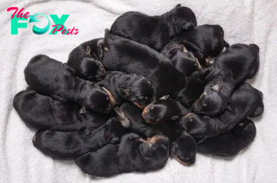 “Rottweiler: Celebrating Adorable Litters – Record of Giving Birth to 15 Dogs in the UK, Capturing Hearts Across the Nation”