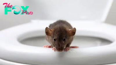 Bite from toilet rat hospitalizes man in Canada