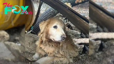 Pup Who Spent 10 Whole Years Leashed Near A Cliff Tears Up When He Finally Sees Kind Hoomans