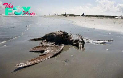 Unexplained Marvel: Massive Bird Species, Up to 800 Pounds in Weight, Appear on the Mid-Atlantic Coast of South Carolina, Confounding Experts KS