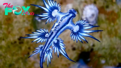 Blue dragon: The deadly sea slug that steals venom from its prey