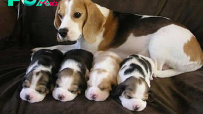 “Family Fun: Beagle Proudly Welcomes Four Adorable Puppies, Celebrating Motherhood to the Fullest”