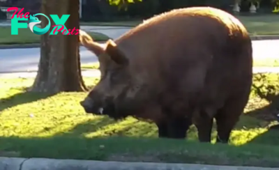 .Gigantic 500-Pound Wild Hog Nabbed Inside Garbage Bin – Evoking Both Fear and Amazement! (Video Included)..D