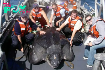 S29. Rescue Mission: American Explorers Free World’s Largest 1300-Pound Turtle Caught in Fisherman’s Net. S29