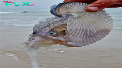 S29. Enthralling Encounter: Young Girl’s Discovery of Rare Sea Creature Inspires Wonder and Amazement. S29