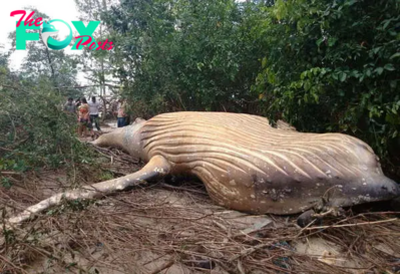 SAI.”10-Ton Whale Found in Amazon Rainforest Leaves Scientists Astonished, Revealing Startling Revelation”SAI