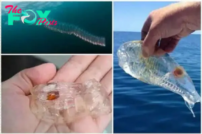 .Unusual Discovery: U.S. Anglers Encounter Strange Hybrid Creature with Jellyfish Appearance, Fish Head, Shrimp Tail, and Transparent Body..D