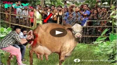 Astonishing mігасɩe: Cow Gives Birth to Human-Like Baby, Offering Hope to Infertile Couples