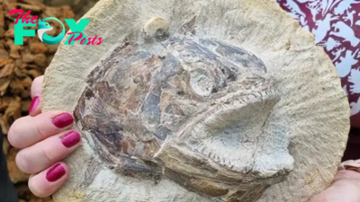 Bop.3D Fish Fossil Found from the Early Jurassic! It’s 185 Million Years Old and in Near-Perfect Condition ‎