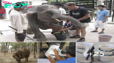 The Resilient Journey of a Baby Elephant with a Prosthetic Leg: An Inspiring Example of Overcoming Adversity