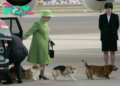 Bop. The adorable story of the UK Queen’s Corgi “squad”