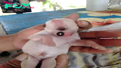 Amazing and unexpected sight: Pig without a nose, with only one eye and two tongues captivates attention