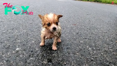 “Crying in the Storm: The Lonely Struggle of an Abandoned Puppy Under the Pressure of Nature”